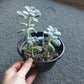 Succulents in large pot- houseplant, potted in soil - local pickup/delivery only