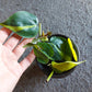 Philodendron Brasil- potted in soil - local pickup/delivery only