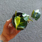 Philodendron Brasil- potted in soil - local pickup/delivery only