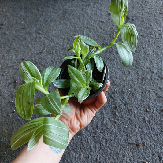 Tradescantia albiflora houseplant (potted in soil), 2 available- local pickup/delivery only