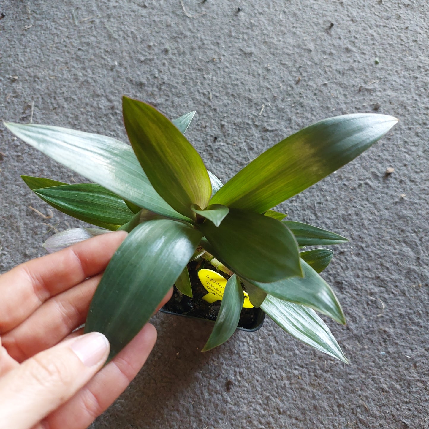 Tradescantia spathacea aka "Oyster Plant" aka "Moses in the Cradle" (potted in soil) - local pickup/delivery only