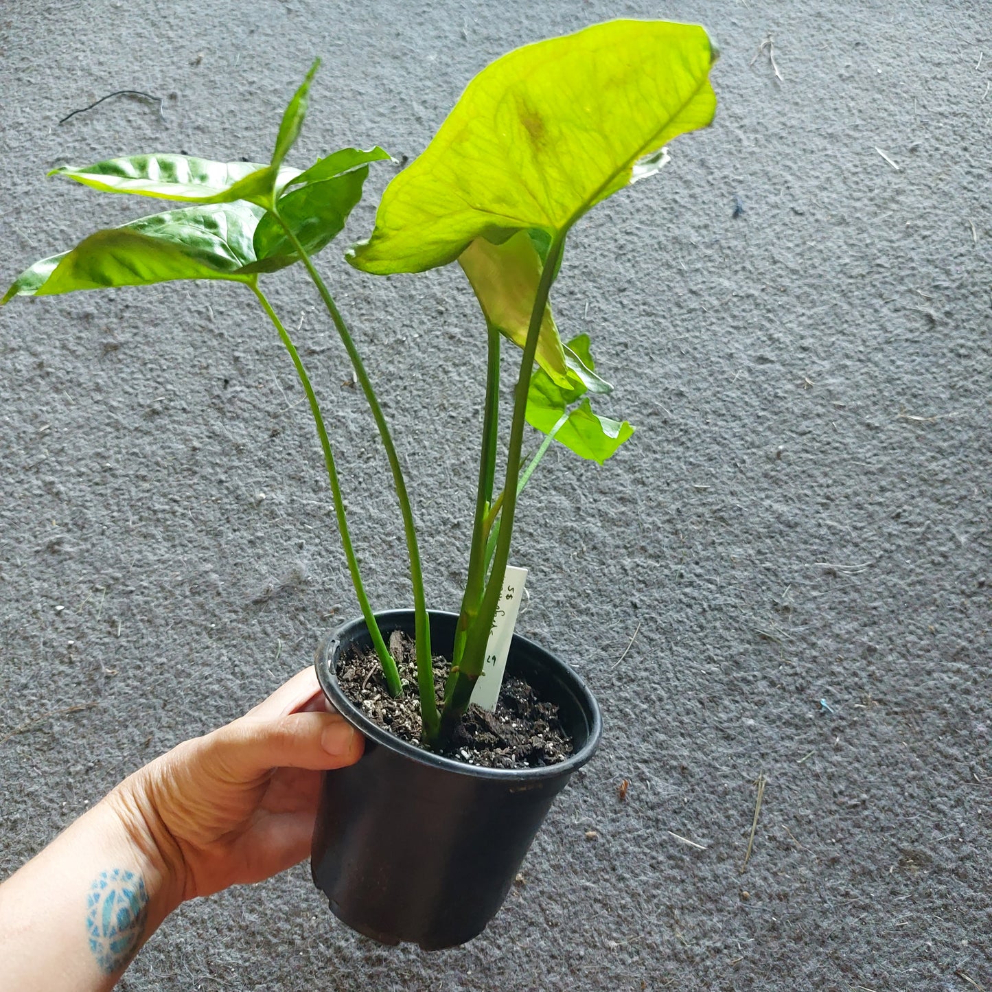 Syngonium (type unknown) potted in soil- local pickup/delivery only