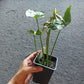 Syngonium (type unknown) potted in soil, square black pot- local pickup/delivery only
