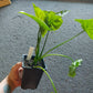 Syngonium (type unknown) potted in soil, square black pot- local pickup/delivery only