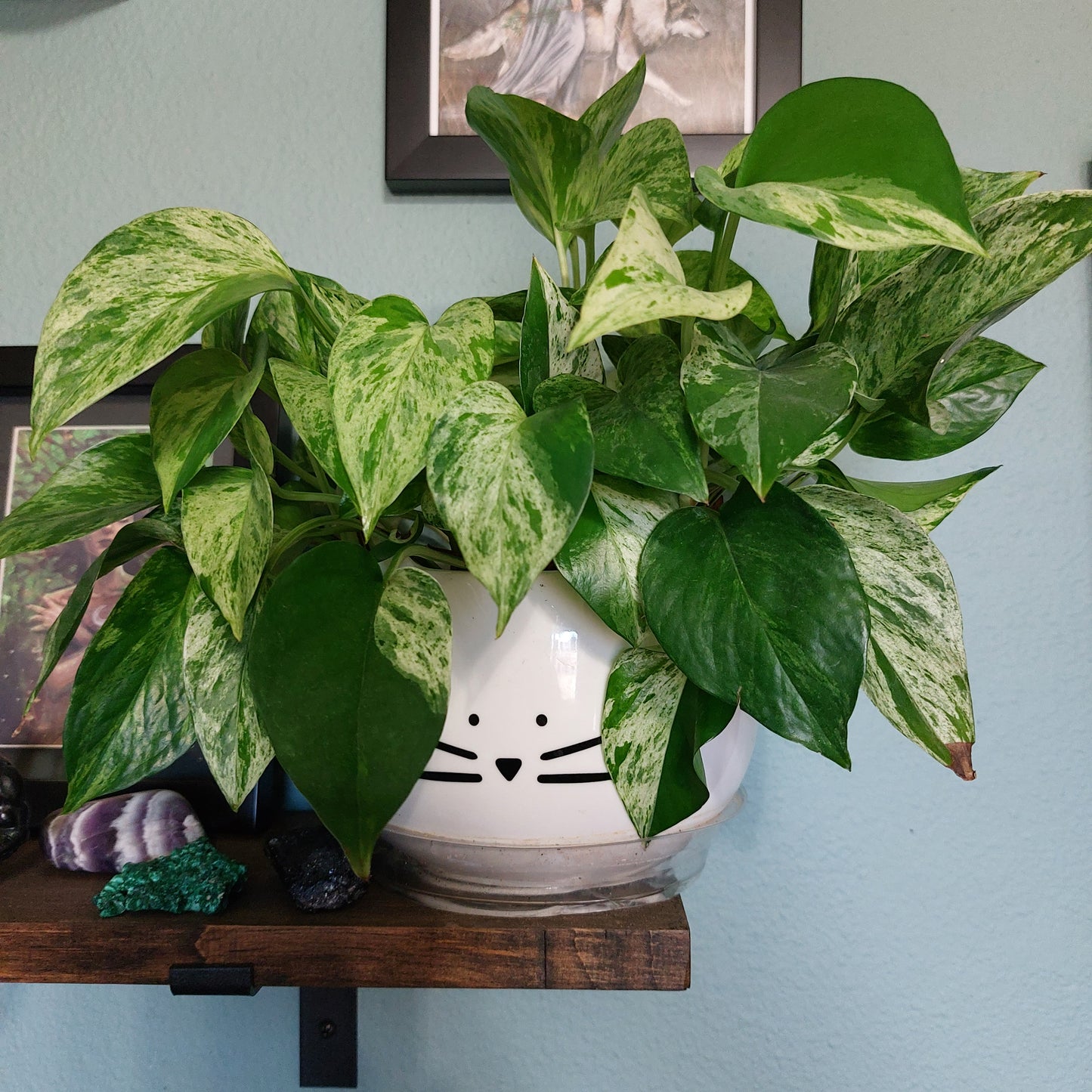 Marble Queen Pothos houseplant- potted in soil- local pickup or delivery only